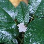 Dorstenia elata Flower