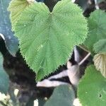 Rubus moluccanus Foglia