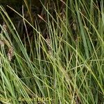 Carex magellanica Habitat