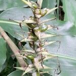 Hedychium gardnerianum ഫലം