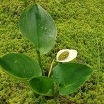 Calla palustris आदत