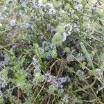 Mentha pulegium Flower