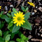 Sanvitalia procumbens Fula