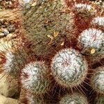 Mammillaria bombycina ᱥᱟᱠᱟᱢ