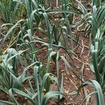 Allium porrum Habit