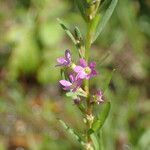 Lythrum hyssopifolia Blüte