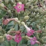 Nicotiana tabacum Blüte