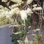 Anredera cordifolia Квітка