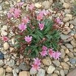 Lewisia longipetala ᱵᱟᱦᱟ