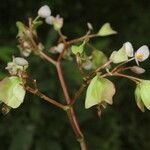 Begonia sericoneura Flor