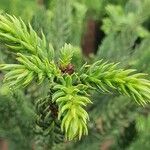 Cryptomeria japonica পাতা