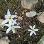 Narcissus serotinus ফুল