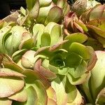 Aeonium canariense Folla