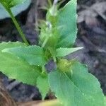 Lobelia inflata Leaf