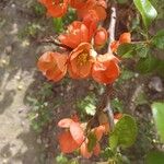 Chaenomeles japonica Flower