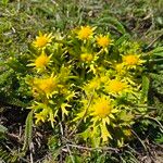Sanicula arctopoides Flor