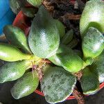 Adromischus cooperi Folha