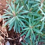 Euphorbia characias Ліст