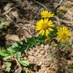 Chrysopsis mariana Flower