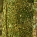 Siparuna decipiens Kabuk