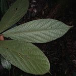 Cordia sprucei Leaf