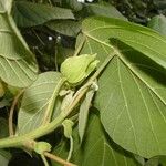 Macaranga vedeliana Habit