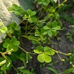 Oxalis fontana Leaf