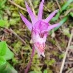 Calypso bulbosa Λουλούδι