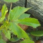 Hibiscus acetosella Folha