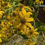 Rudbeckia laciniataFiore