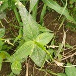 Spigelia anthelmia Hábito