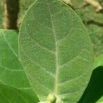 Calotropis gigantea Blad