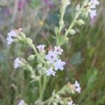 Anchusa ochroleuca Flower