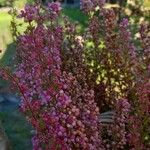 Erica gracilis Hábito