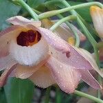 Dendrobium moschatum Цветок