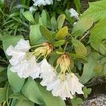 Rhododendron aureum Flower