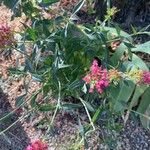 Valeriana lecoqii Blüte