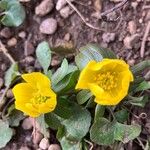 Eranthis hyemalisFlower