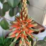 Aloe × delaetii ফুল