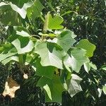 Liriodendron chinense 葉