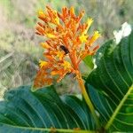 Palicourea rigida Flower