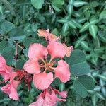 Bauhinia galpinii Flower