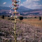 Morina persica Flower