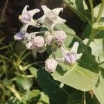 Calotropis gigantea Flor