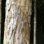 Bobgunnia fistuloides Corteza