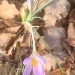 Crocus versicolor Blad