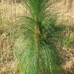 Pinus palustrisList