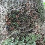 Sterculia pruriens Bark