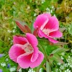 Clarkia amoena Leaf