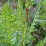 Pedicularis rostratospicata 葉